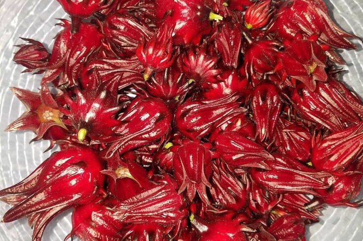 sumber istimewah rosella