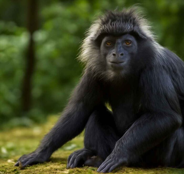 LUTUNG JAWA