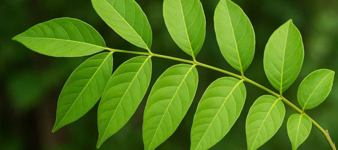 DAUN KEDONDONG