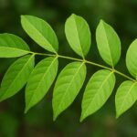 DAUN KEDONDONG